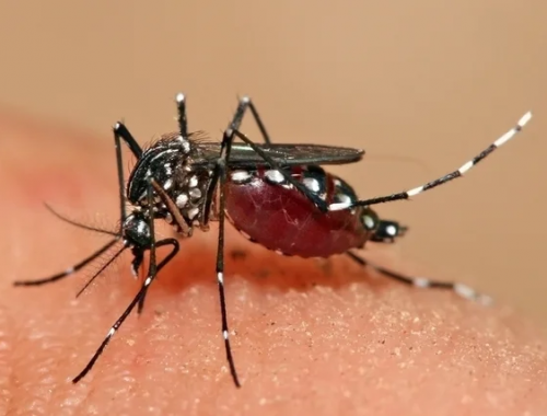 Blumenau confirma 11ª morte por dengue